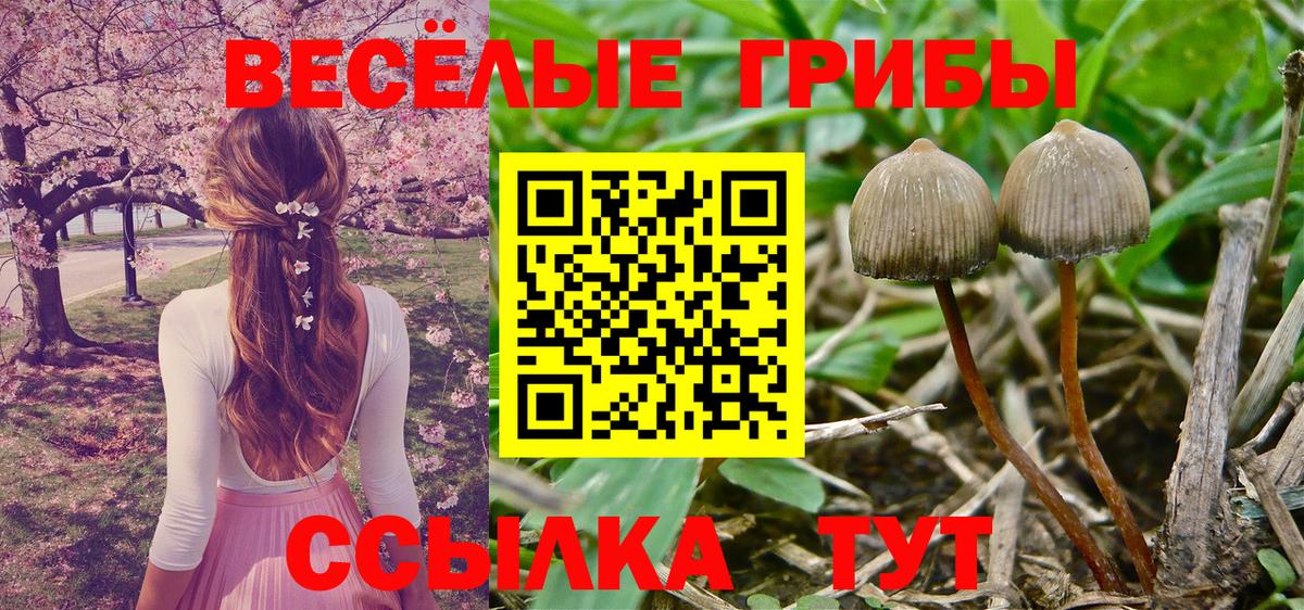 Псилоцибиновые грибы GOLDEN TEACHER  Вход с VPN  Псилоцибиновые грибы Psilocybine cubensis  Ялуторовск 